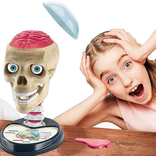 X10 - Découvertes anatomiques