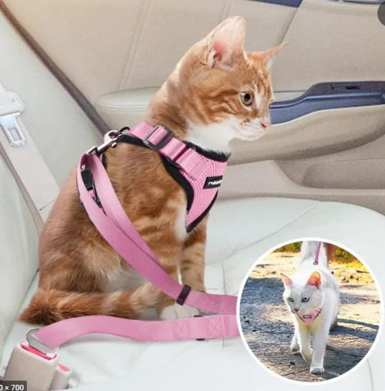 Harnais et laisse pour chats et chiens - X10 Maroc - Livraison gratuite -