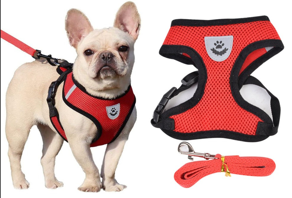 Harnais et laisse pour chats et chiens - X10 Maroc - Livraison gratuite -