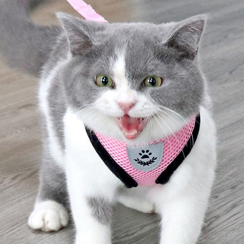 Harnais et laisse pour chats et chiens - X10 Maroc - Livraison gratuite -