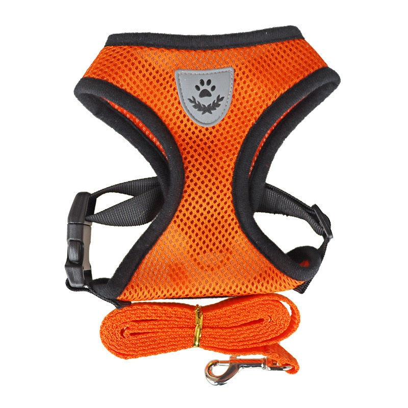 Harnais et laisse pour chats et chiens - X10 Maroc - Livraison gratuite - Orange